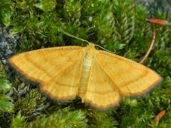 Idaea flaveolaria Hb. adulte - �Daniel Morel