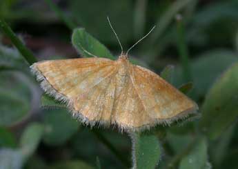 Cleta filacearia H.-S. adulte - �Philippe Mothiron