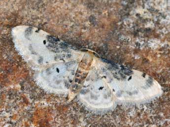 Idaea filicata Hb. adulte - �Daniel Morel
