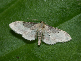 Idaea filicata Hb. adulte - �Philippe Mothiron