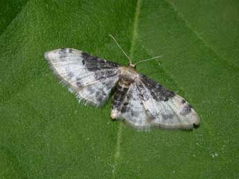 Idaea filicata Hb. adulte - �Philippe Mothiron