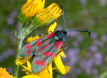 Zygaena filipendulae L. adulte - �Philippe Mothiron