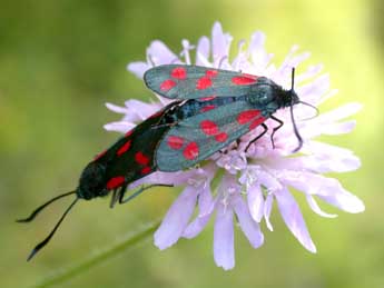 Zygaena filipendulae L. adulte - �Philippe Mothiron