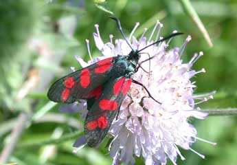Zygaena filipendulae L. adulte - �Philippe Mothiron