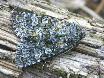 Hadena filograna Esp. adulte - �Daniel Morel