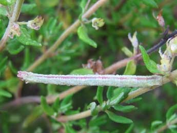  Chenille de Thalera fimbrialis Scop. - �Tineke Aarts