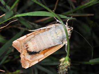 Noctua fimbriata Schreber adulte - �Philippe Mothiron