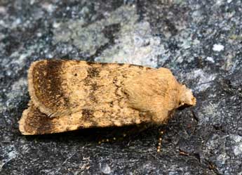 Chersotis fimbriola Esp. adulte - �Daniel Morel