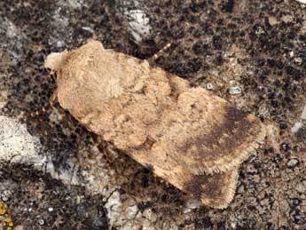 Chersotis fimbriola Esp. adulte - �Daniel Morel