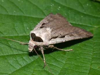 Dichagyris flammatra D. & S. adulte - �Philippe Mothiron