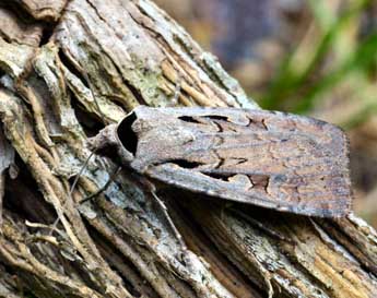 Dichagyris flammatra D. & S. adulte - �Daniel Morel