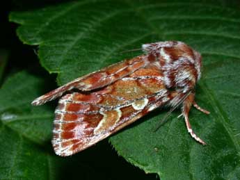 Panolis flammea D. & S. adulte - �Philippe Mothiron