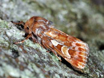 Panolis flammea D. & S. adulte - �Philippe Mothiron