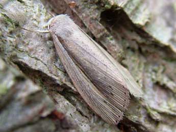 Senta flammea Curt. adulte - �J�r�my Lebrun