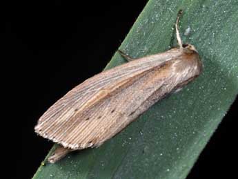 Senta flammea Curt. adulte - �Philippe Mothiron