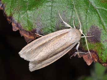 Senta flammea Curt. adulte - �Philippe Mothiron