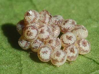  Oeuf de Trigonophora flammea Esp. - �Eric Sylvestre