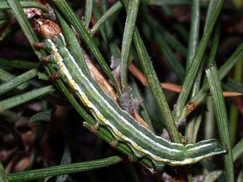  Chenille de Panolis flammea D. & S. - �Philippe Mothiron