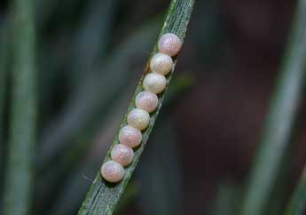  Oeuf de Panolis flammea D. & S. - �Philippe Mothiron