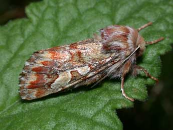 Panolis flammea D. & S. adulte - �Philippe Mothiron