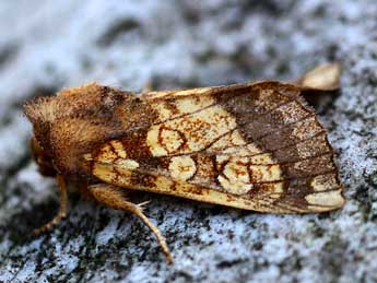 Gortyna flavago D. & S. adulte - �Daniel Morel