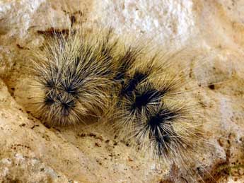  Chenille de Arctia flavia Fuessly - �Daniel Morel