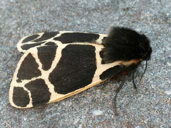 Arctia flavia Fuessly adulte - �Daniel Morel