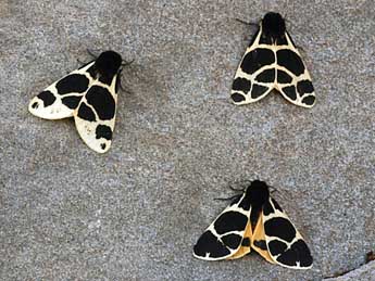 Arctia flavia Fuessly adulte - �Daniel Morel