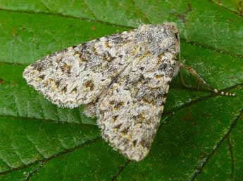 Polymixis flavicincta D. & S. adulte - �Wouter Moerland