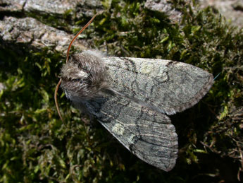 Achlya flavicornis L. adulte - �Philippe Mothiron