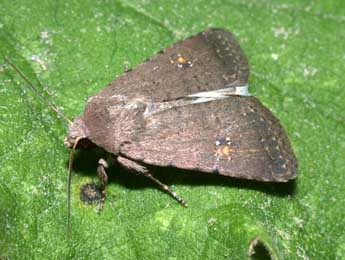 Caradrina flavirena Gn. adulte - �Philippe Mothiron