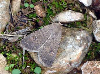 Caradrina flavirena Gn. adulte - �David Demerges