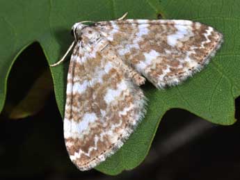 Perizoma flavofasciata Thnbg adulte - �Philippe Mothiron