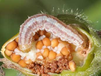  Chenille de Perizoma flavofasciata Thnbg - �Philippe Mothiron