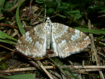 Perizoma flavofasciata Thnbg adulte - �Philippe Mothiron