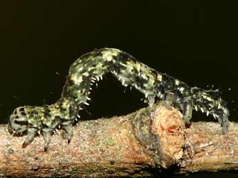  Chenille de Laspeyria flexula D. & S. - �www.insecte.org