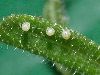  Oeuf de Xanthorhoe fluctuata L. - �Philippe Mothiron