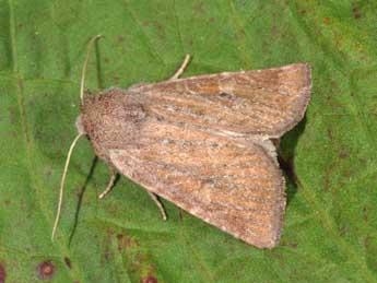 Photedes fluxa Hb. adulte - �Philippe Mothiron