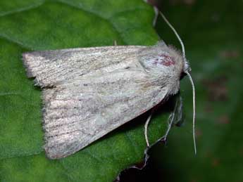 Photedes fluxa Hb. adulte - �Philippe Mothiron