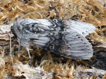 Cucullia formosa Rogenhofer adulte - �Daniel Morel