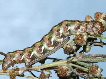  Chenille de Cucullia formosa Rogenhofer - �Lionel Taurand