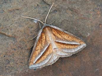 Chariaspilates formosaria Ev. adulte - �Daniel Morel