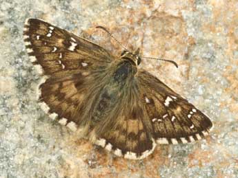 Pyrgus foulquieri Obth. adulte - �Daniel Morel