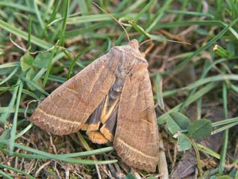 Orbona fragariae Esp. adulte - �Philippe Bachelard