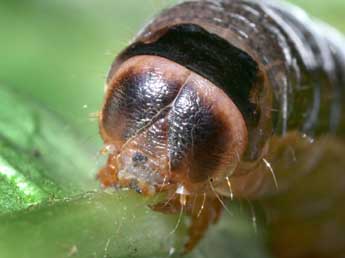  Chenille de Orbona fragariae Esp. - �Serge Wambeke