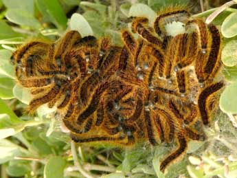  Chenille de Malacosoma franconicum D. & S. - �Olivier Pineau