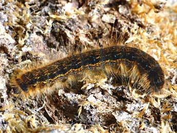  Chenille de Malacosoma franconicum D. & S. - �Daniel Morel