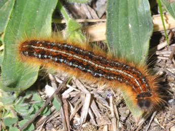  Chenille de Malacosoma franconicum D. & S. - �Philippe Mothiron
