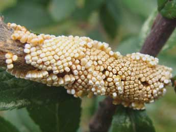  Oeuf de Malacosoma franconicum D. & S. - �Jean-Pierre Arnaud