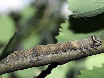  Chenille de Catocala fraxini L. - �Fran�ois Spill